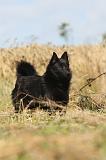 SCHIPPERKE 016